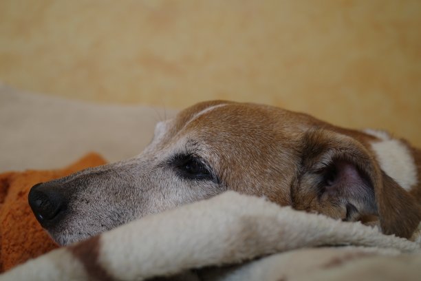 一只可爱的老狗躺在沙发上的橙色毯子上。杰克罗素梗灰脸特写。图片下载