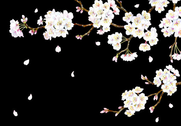 水彩画的樱花，黑色背景图片下载