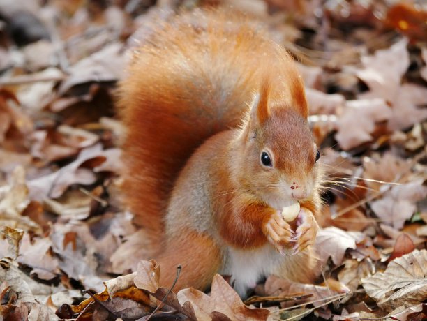 在秋天的树叶里，紧挨着松鼠图片下载