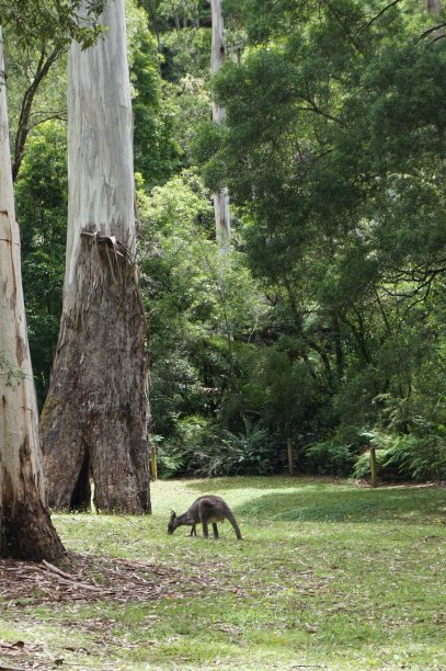 东部灰袋鼠放牧图片下载
