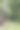 东部灰袋鼠放牧图片下载