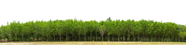 帕拉胶树图片下载