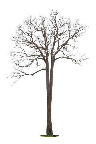 孤独的老树和死树图片下载