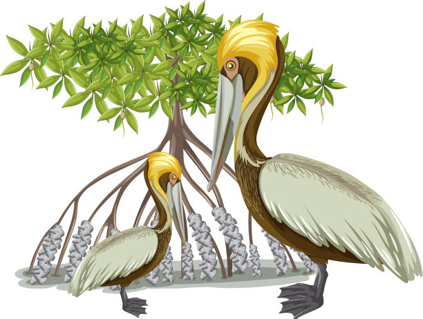 棕色鹈鹕与红树林在卡通风格图片下载