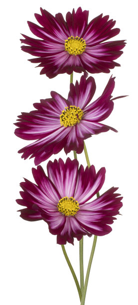 花孤立图片下载