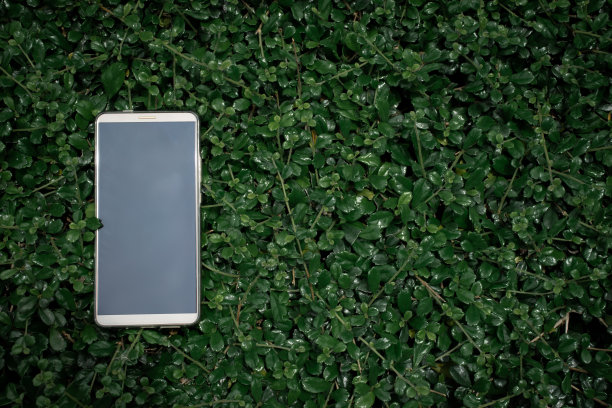 把智能手机放在绿色的树叶上。图片下载