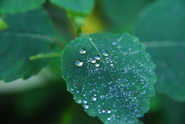 露珠叶图片下载