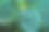 露珠叶图片下载