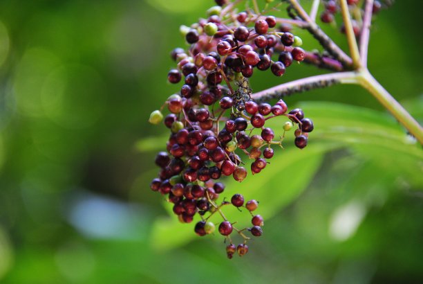 长莓植物图片下载
