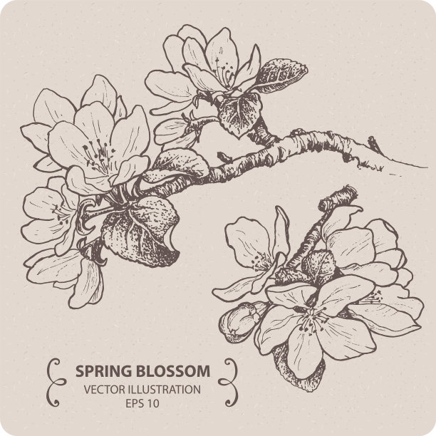 苹果花图片下载