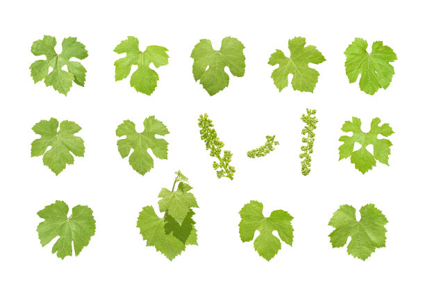 葡萄叶孤立图片下载