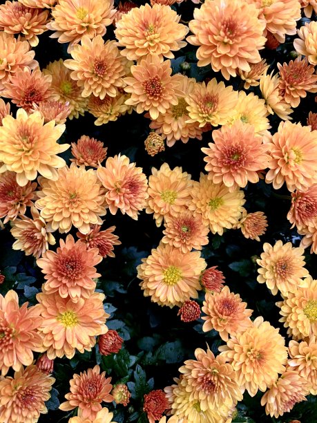 橙色的黛西图片下载