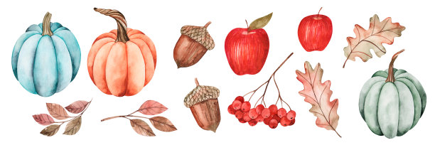 秋收大水彩画。南瓜，苹果，橡子，花楸树，橡树叶。隔离在白色背景上。图片下载