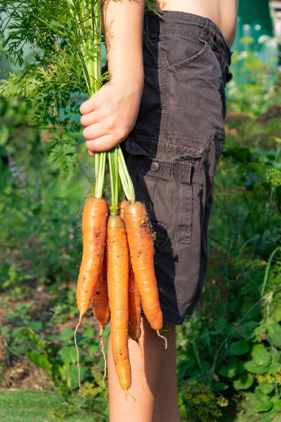 在画面中，一个男孩穿着黑色短裤，手里拿着一串新鲜的胡萝卜，顶上以绿叶为背景，摄于村子里一个阳光明媚的夏日。有选择性的重点图片下载