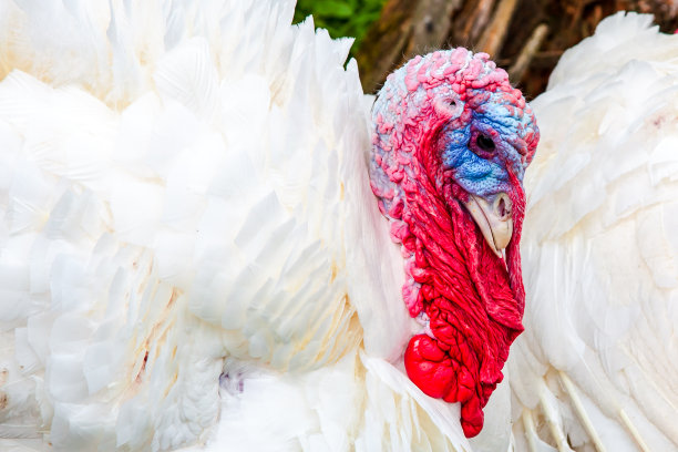 有羽毛的家养白火鸡。土耳其头像与全框架羽毛特写背景纹理。图片下载