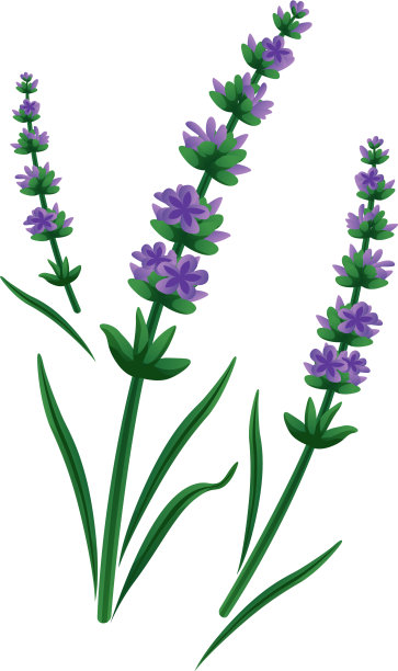 薰衣草花图标图片下载