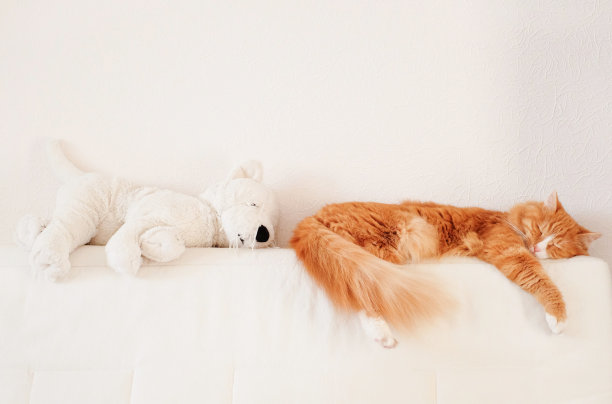 红猫躺在白色的沙发上，白色的玩具猫近，有趣的动物图片下载