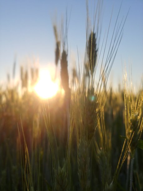 向日葵图片下载