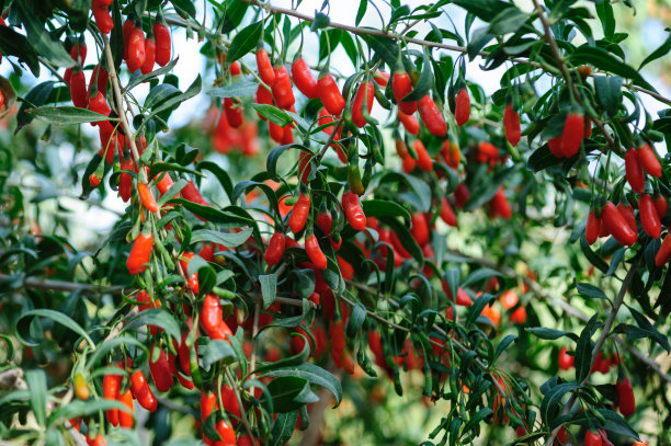 阳光花园中的枸杞果实和植物图片下载