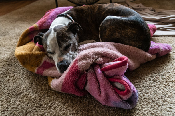 Statfordshire梗图片下载