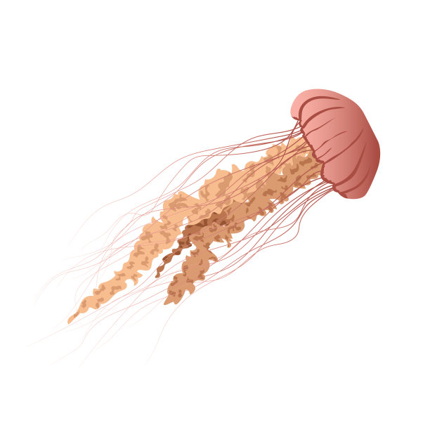 水母夹艺术分离图片下载