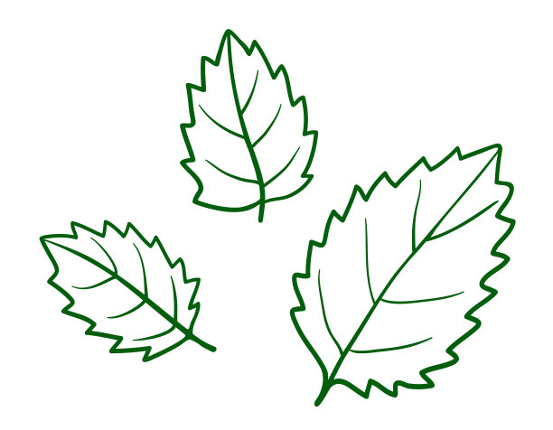 手绘装饰树叶与锯齿线边缘。简单的轮廓图。烹饪用的植物。类似薄荷，荨麻，桦树叶子的图形素描。孤立在白色背景上。矢量插图。图片下载