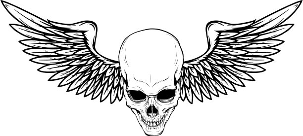 鸟翼头骨图片下载