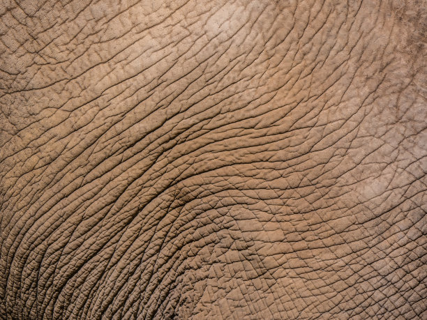 非常接近大象的皮肤图片下载