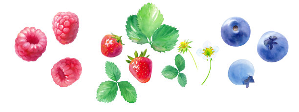 水彩插图3种浆果。树莓、草莓、蓝莓。图片下载