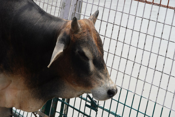 一个村子里的公牛形象图片下载