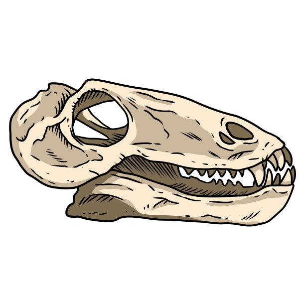 食肉小恐龙头骨化石手绘图。食肉爬行类恐龙化石插画。矢量股票轮廓轮廓图片下载