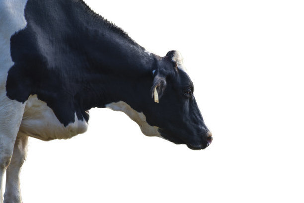 黑白奶牛图像隔离在白色背景上。图片下载