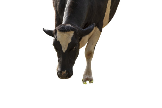 黑白奶牛图像在前面孤立在白色背景上。图片下载