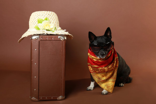这只狗是一个在度假的游客。一只戴着墨镜的狗，棕色背景上有一只小手提箱。空间的文本图片下载