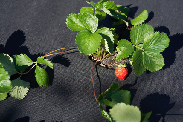草莓床的特写镜头应该盖上一块黑布。种植草莓的现代方法图片下载
