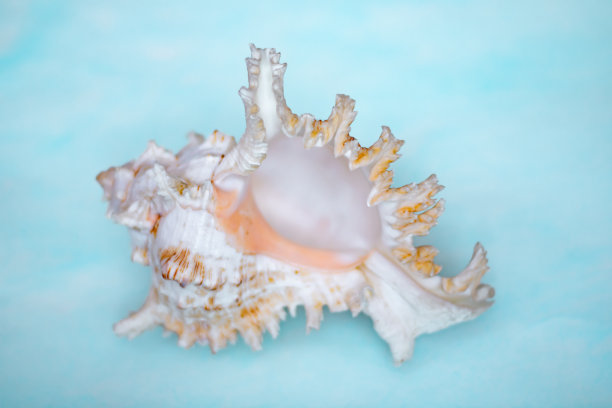 蓝色背景上的Openwork海贝壳。一个有图案边缘的海蛤屋。白色和棕色贝壳。图片下载