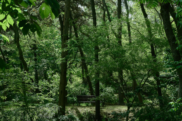 森林的长椅上图片下载