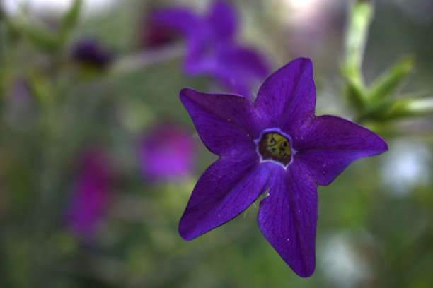 紫色的花，烟香，香气，深紫色的花园里图片下载