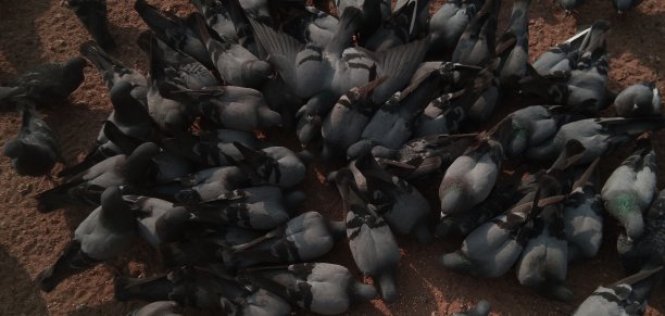一群鸽子正在吃麦子，图片下载