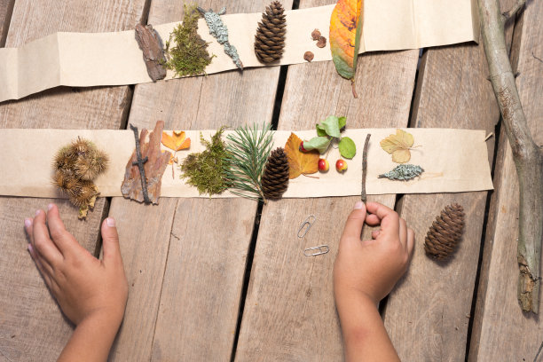 儿童创意集，收集多彩的秋天，树叶为植物标本室图片下载