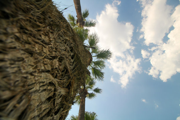 海螺状态的棕榈树从地面拍摄到蓝天和云朵图片下载