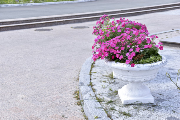 纪念公园夏天的花坛图片下载