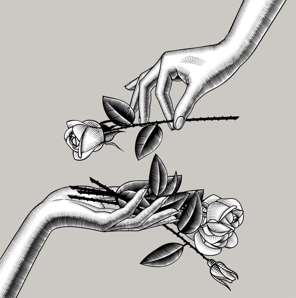 女手将白玫瑰送给另一只手图片下载