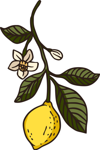 柠檬水果新鲜有机自然枝图片下载