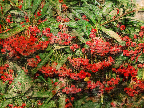 长有成熟的红色浆果的灌木。红色成熟的越橘，Hillberry, cran图片下载