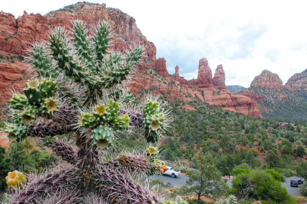 对比干旱贫瘠的土地和仙人掌在美国大圆环图片下载