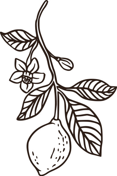 柠檬水果新鲜有机自然枝图片下载