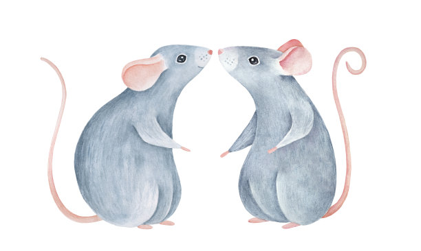 两只灰色的小老鼠面对面站着。可爱的家庭在爱。图片下载
