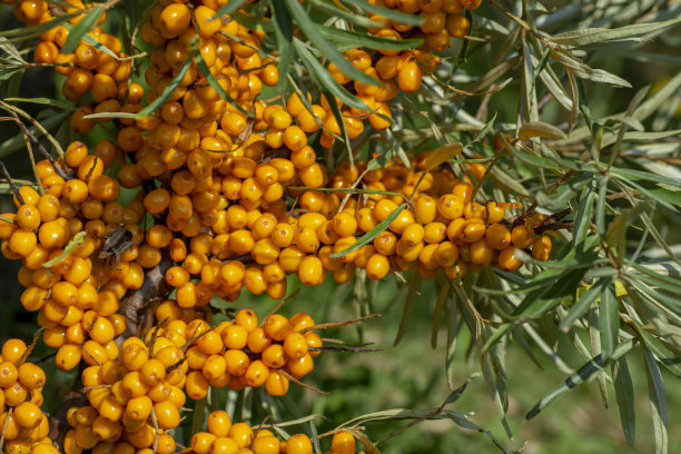 花园里成熟的沙棘浆果枝。这种灌木也被称为沙棘、沙柳或海莓。图片下载