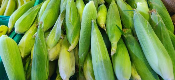 新鲜的玉米棒，特写，俯视图图片下载